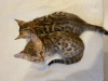Photo №1. bengal cat - for sale in the city of Ufa | 246$ | Announcement № 18925