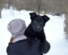 Additional photos: The reserve is open. German shepherd puppies. FCI.