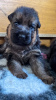 Photo №4. I will sell german shepherd in the city of Golub-Dobrzyń. breeder - price - 951$