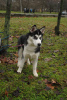 Photo №2 to announcement № 9131 for the sale of siberian husky - buy in Ukraine private announcement, breeder