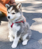 Photo №1. siberian husky - for sale in the city of Tel Aviv | 528$ | Announcement № 96779