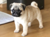 Photo №1. pug - for sale in the city of Bydgoszcz | negotiated | Announcement № 105649