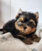 Photo №1. yorkshire terrier - for sale in the city of Pécs | negotiated | Announcement № 110168