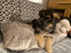 Photo №1. german shepherd - for sale in the city of Воркута | 591$ | Announcement № 12228