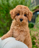 Photo №1. labradoodle - for sale in the city of Derby | 295$ | Announcement № 123239