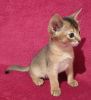 Photo №3. Abyssinian kittens. Ukraine