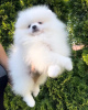 Photo №2 to announcement № 119133 for the sale of pomeranian - buy in Germany private announcement