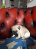 Photo №2 to announcement № 96062 for the sale of pug - buy in Germany private announcement