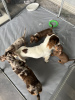 Photo №2 to announcement № 103821 for the sale of dachshund - buy in United States private announcement