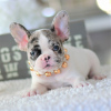 Photo №1. french bulldog - for sale in the city of Bern | 475$ | Announcement № 112001