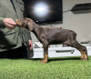 Photo №2 to announcement № 84260 for the sale of dobermann - buy in Serbia breeder