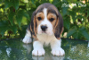 Photo №2 to announcement № 105175 for the sale of beagle - buy in Turkey from nursery