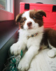 Additional photos: Border Collie Puppies