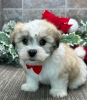 Photo №1. coton de tulear - for sale in the city of Switzerland | negotiated | Announcement № 84258