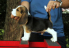 Photo №3. Beautiful Beagle puppies. Germany