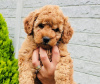 Additional photos: Apricot Poodle