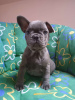 Photo №1. french bulldog - for sale in the city of Pilsen | 300$ | Announcement № 43778