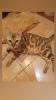Additional photos: bengal kittens