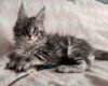 Photo №1. maine coon - for sale in the city of Oberhausen | Is free | Announcement № 121151