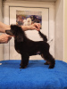 Photo №3. Miniature poodle male, born 06/30/24, the puppy is promising for exhibitions and. Russian Federation