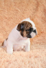 Additional photos: english bulldog puppies