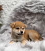 Photo №1. shiba inu - for sale in the city of Berlin | 527$ | Announcement № 99563