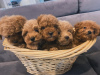 Photo №3. Buy your lovely beautiful Vaccinated Poodle (Toy) puppies available now for. Greece