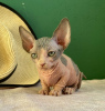 Photo №1. sphynx-katze - for sale in the city of St. Petersburg | 276$ | Announcement № 31167