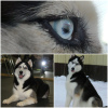 Photo №3. We offer for sale puppies of the Siberian Husky breed. From wonderful parents,. Russian Federation