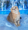 Photo №4. I will sell scottish fold in the city of Stavropol. breeder - price - 345$
