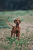 Additional photos: Hungarian Vizsla puppy