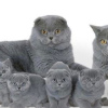 Photo №1. british shorthair - for sale in the city of Portland | 650$ | Announcement № 65851