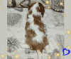 Additional photos: Cavalier King Charles Spaniel promising boy