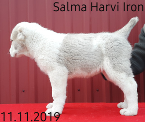 Photo №2 to announcement № 5681 for the sale of central asian shepherd dog - buy in Ukraine from nursery, breeder