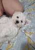 Additional photos: Bichon Friesian puppies