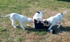 Photo №1. american bulldog - for sale in the city of Москва | negotiated | Announcement № 15575