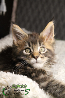 Photo №3. Fabrizio Maine Coon Boy. Russian Federation