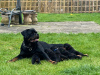 Photo №1. rottweiler - for sale in the city of Вашингтон | negotiated | Announcement № 114831