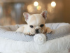 Photo №2 to announcement № 64571 for the sale of french bulldog - buy in Germany 