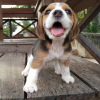 Additional photos: Fantastic litter of beagle puppies