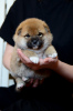 Photo №2 to announcement № 71793 for the sale of shiba inu - buy in Belarus from nursery