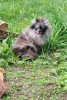 Photo №2 to announcement № 64100 for the sale of pomeranian - buy in Belarus breeder