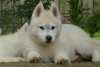Photo №2 to announcement № 54508 for the sale of siberian husky - buy in Serbia breeder
