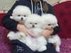 Photo №1. pomeranian - for sale in the city of Boom | 423$ | Announcement № 96331