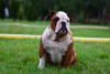 Photo №4. I will sell english bulldog in the city of Frampol. breeder - price - 624$
