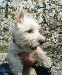 Photo №4. I will sell west highland white terrier in the city of Dnipro. from nursery - price - 800$