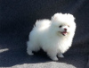 Photo №1. japanese spitz - for sale in the city of Москва | Is free | Announcement № 10823