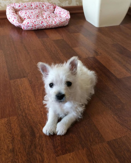 Photo №2 to announcement № 443 for the sale of west highland white terrier - buy in Ukraine from nursery, breeder