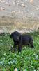 Additional photos: Labrador retrievers