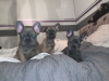 Photo №2 to announcement № 99945 for the sale of french bulldog - buy in Germany private announcement, from nursery